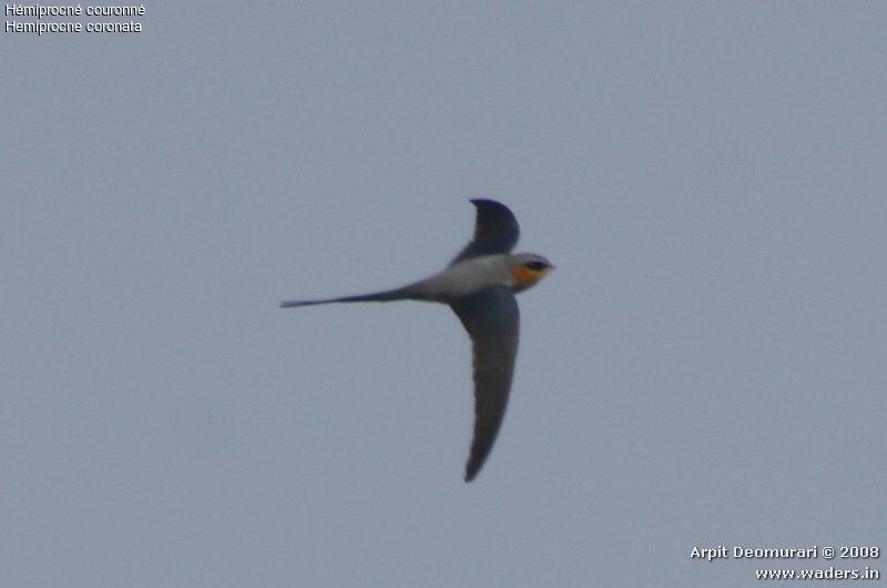 Crested Treeswift