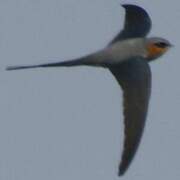 Crested Treeswift