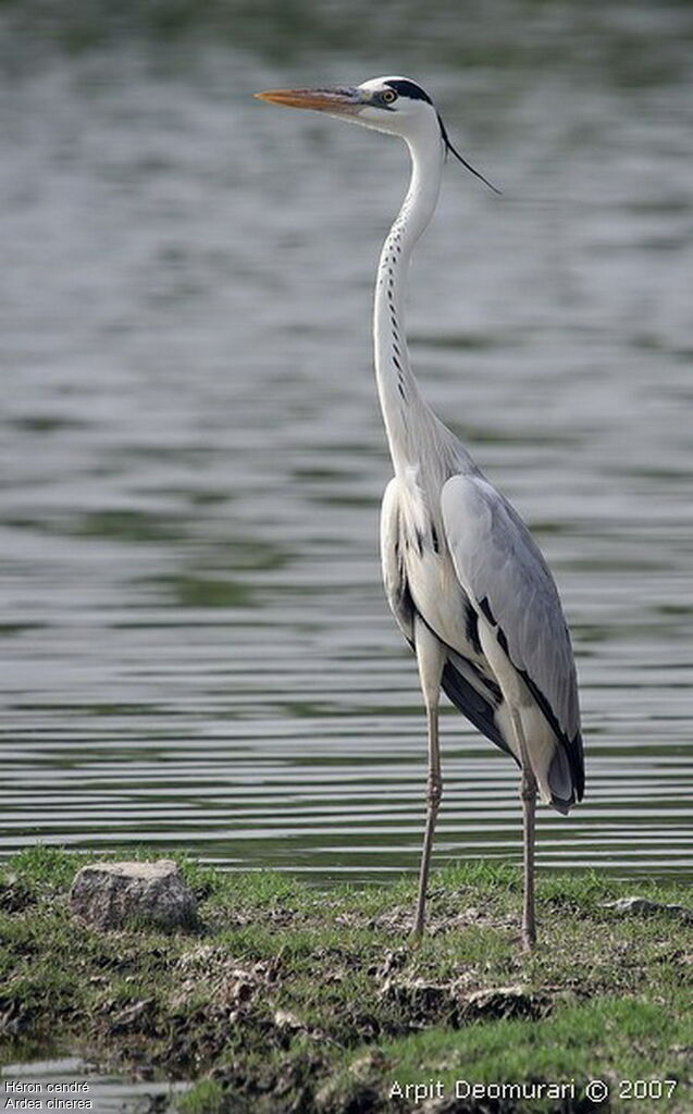 Grey Heron