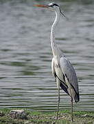 Grey Heron