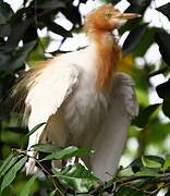 Western Cattle Egret