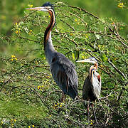 Purple Heron