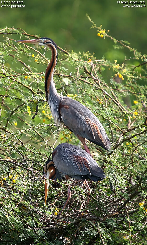 Purple Heron