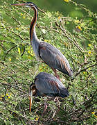 Purple Heron