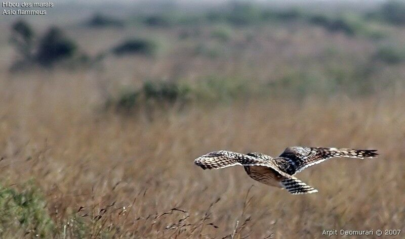 Short-eared Owl