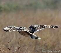 Short-eared Owl