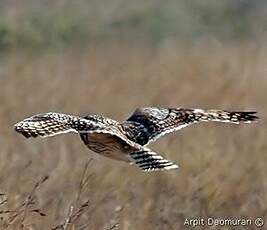 Hibou des marais