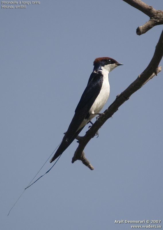 Wire-tailed Swallowadult post breeding