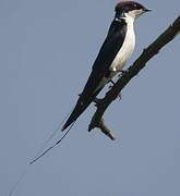 Wire-tailed Swallow