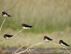 Barn Swallow