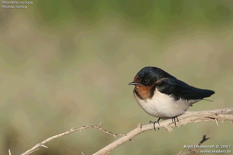 Barn Swallow