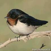 Barn Swallow