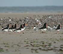 Eurasian Oystercatcher