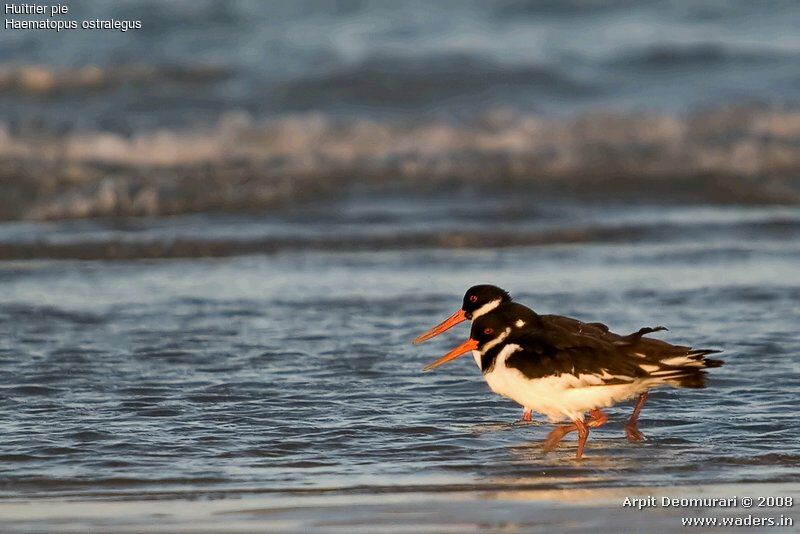 Eurasian Oystercatcher