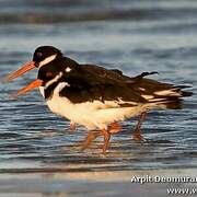 Eurasian Oystercatcher