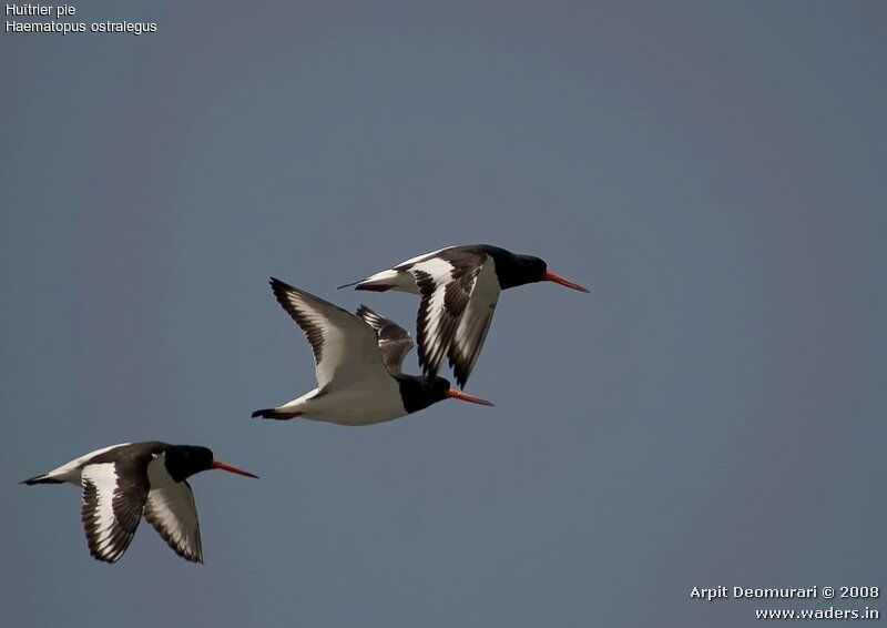 Eurasian Oystercatcher