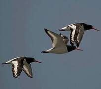 Eurasian Oystercatcher