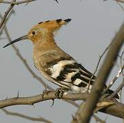 Eurasian Hoopoe