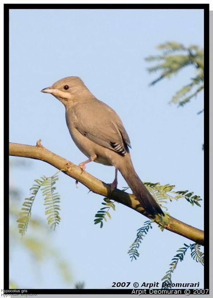 Grey Hypocolius female, identification