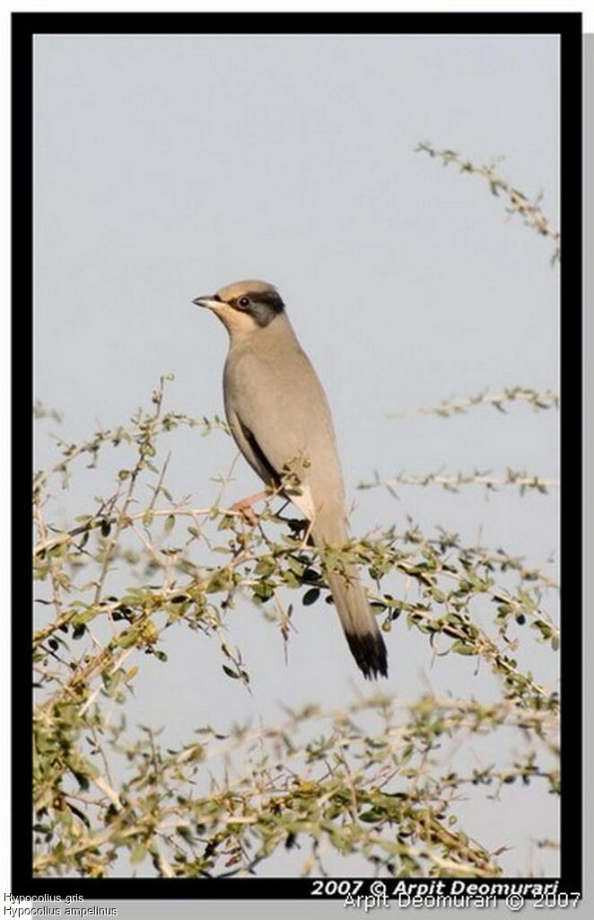 Grey Hypocolius male adult