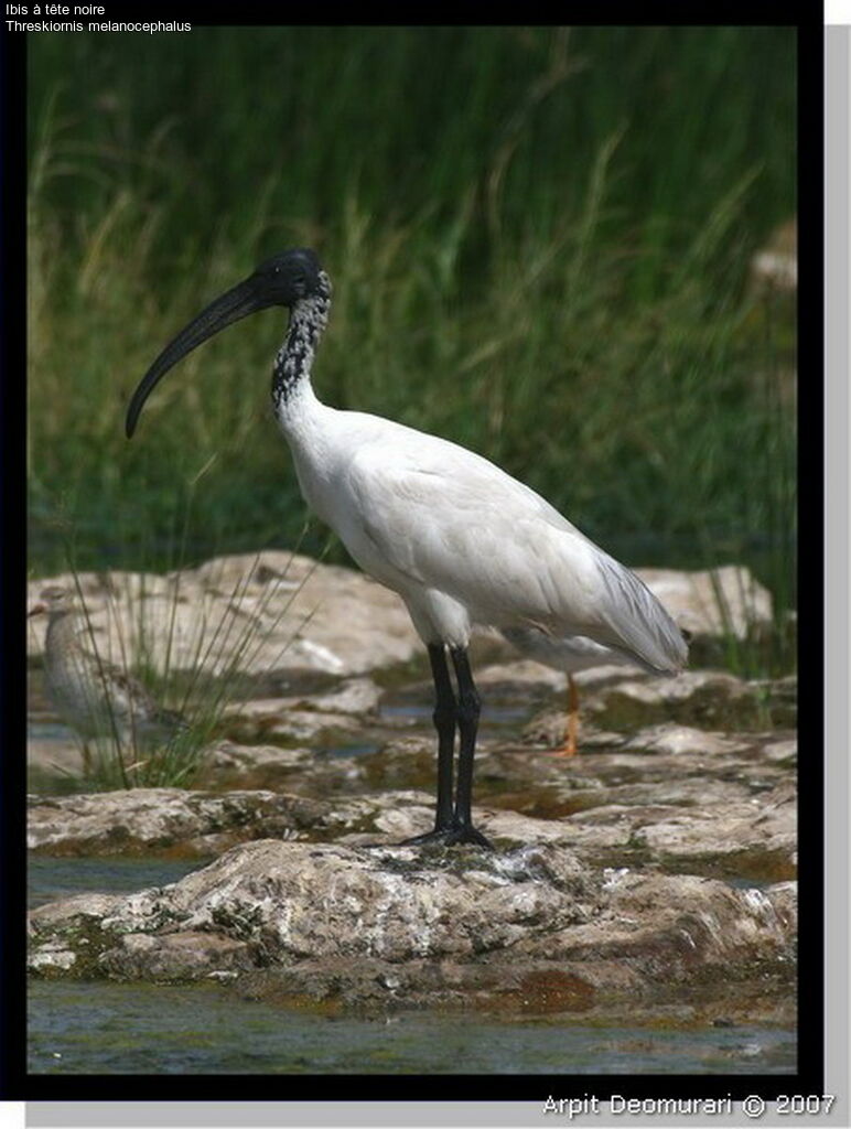 Black-headed Ibis