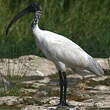 Ibis à tête noire