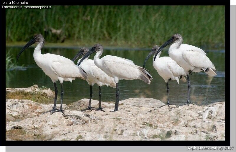 Ibis à tête noire