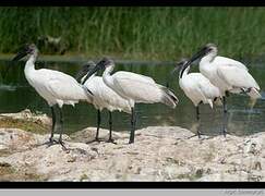 Black-headed Ibis