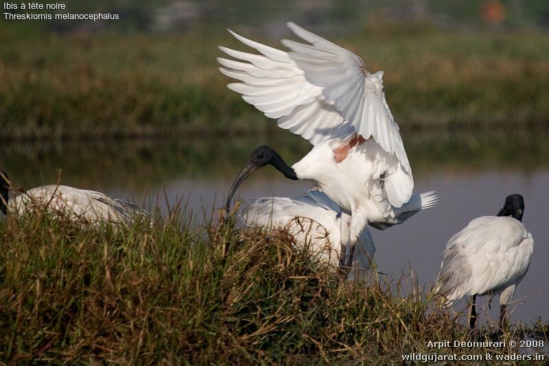 Ibis à tête noire