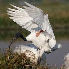 Ibis à tête noire