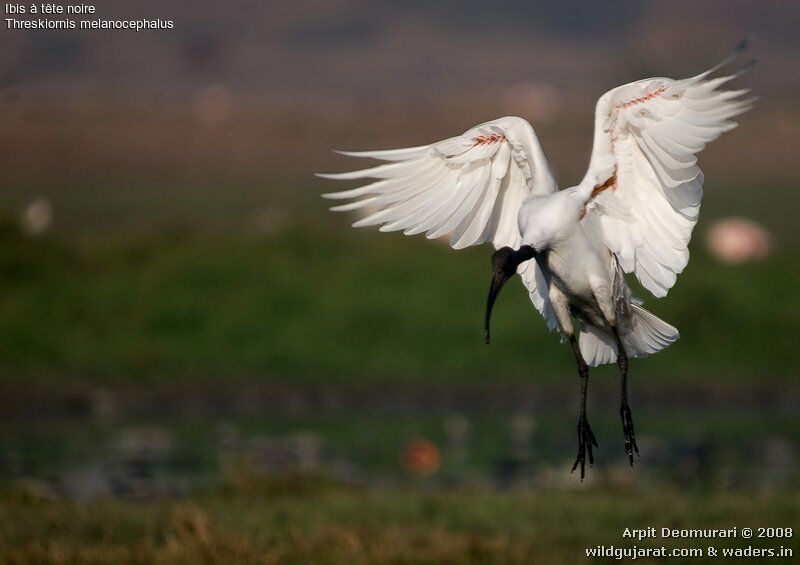 Black-headed Ibis