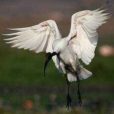 Ibis à tête noire