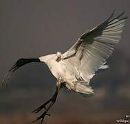 Ibis à tête noire