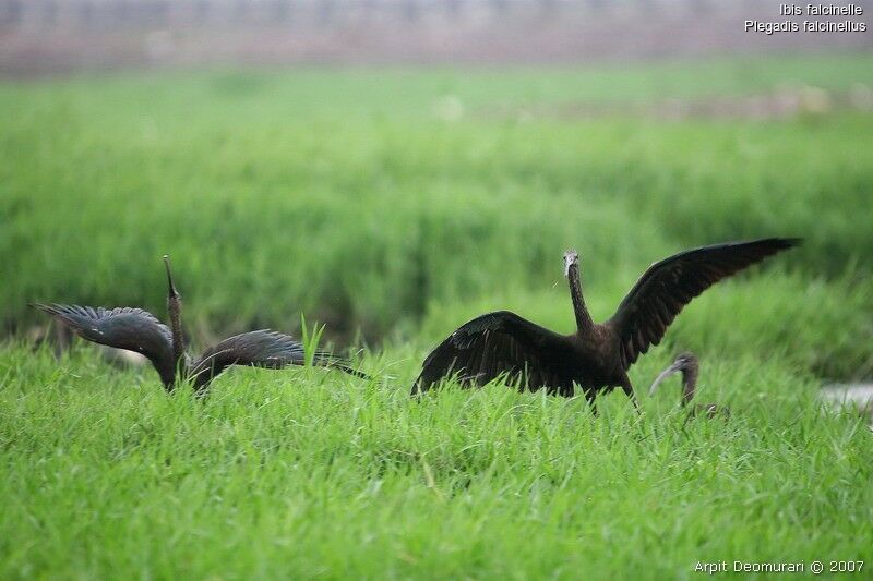 Ibis falcinelle adulte nuptial