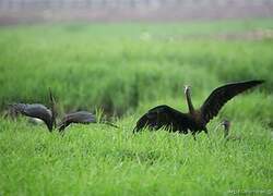 Glossy Ibis