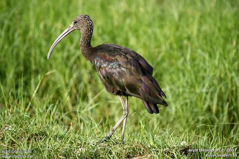 Ibis falcinelleadulte internuptial, identification