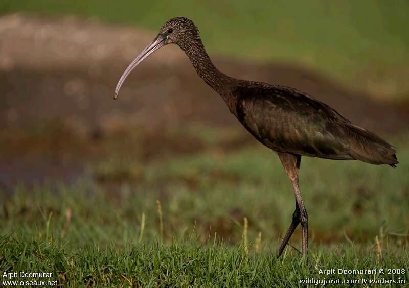 Ibis falcinelleimmature