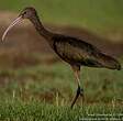 Ibis falcinelle