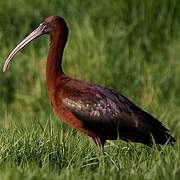 Glossy Ibis