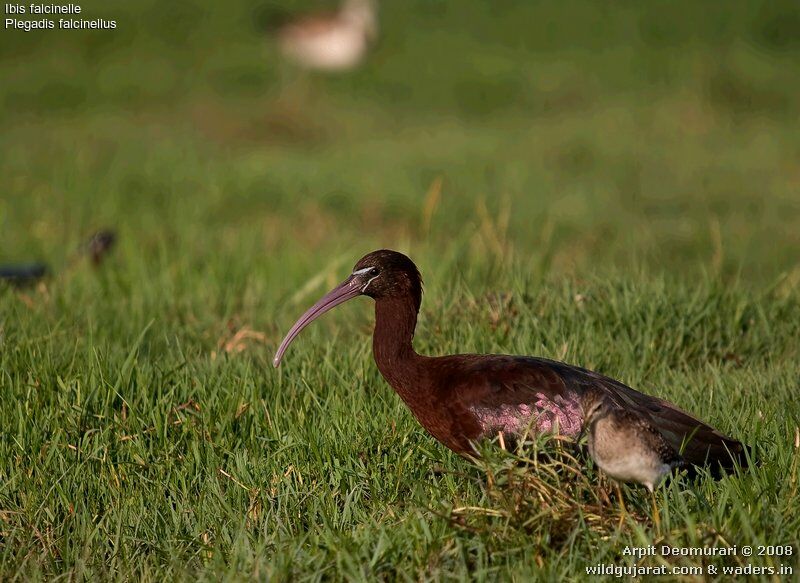 Ibis falcinelleadulte nuptial