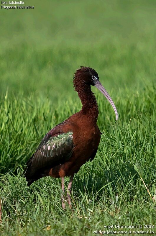 Glossy Ibis