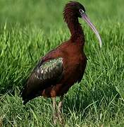 Glossy Ibis