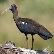 Red-naped Ibis