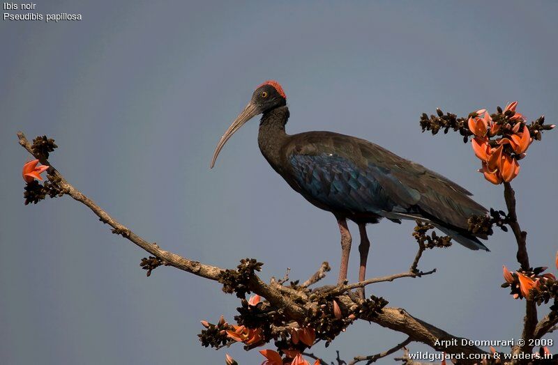 Red-naped Ibis