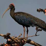 Red-naped Ibis