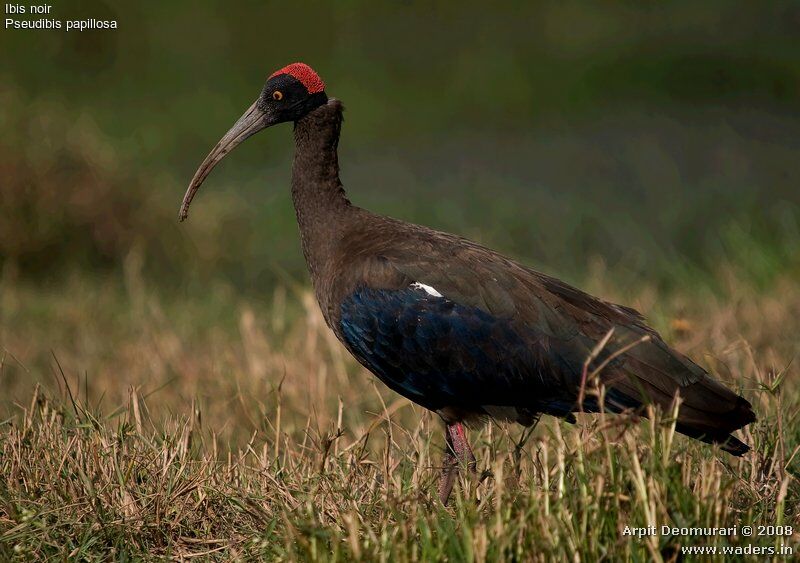 Red-naped Ibis