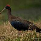 Ibis noir