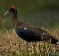 Red-naped Ibis