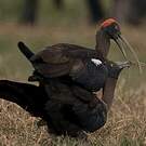 Ibis noir