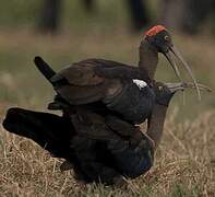 Red-naped Ibis